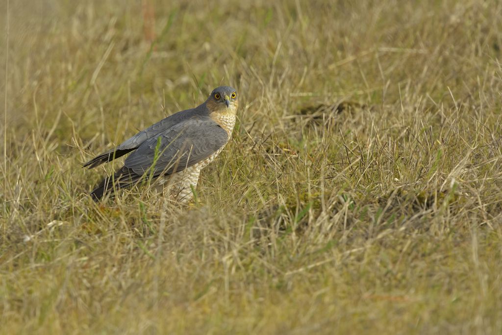 Sparviere (Accipiter nisus)